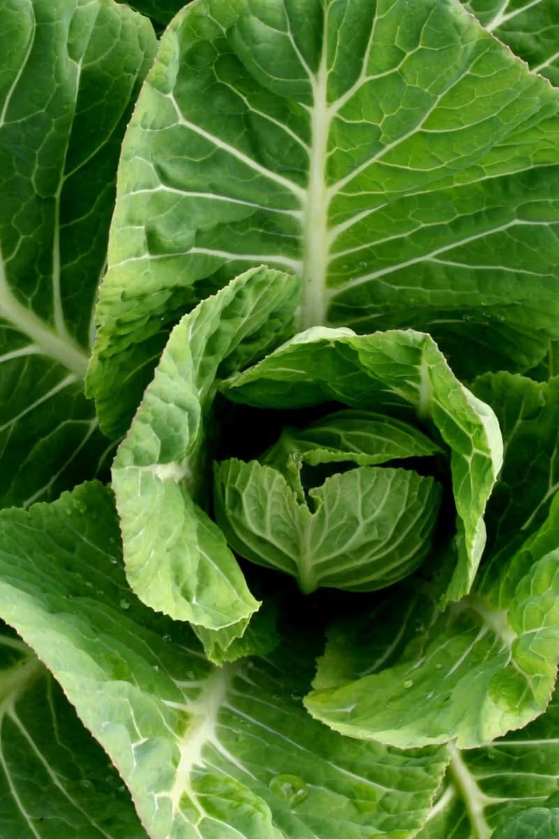 Green Brassica Seeds for Planting, heirloom & Non-GMO Seeds