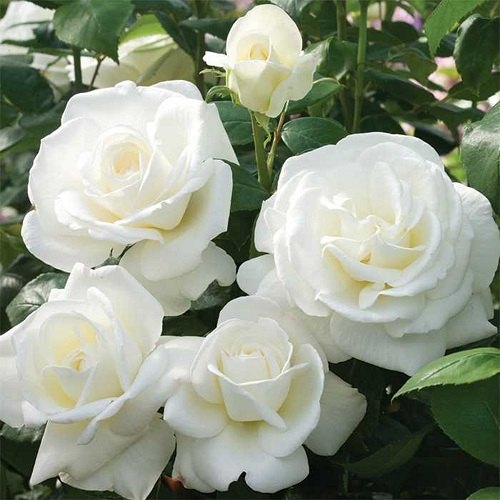White Rosa Seeds White Flowering Seeds for Planting in Garden and Pots