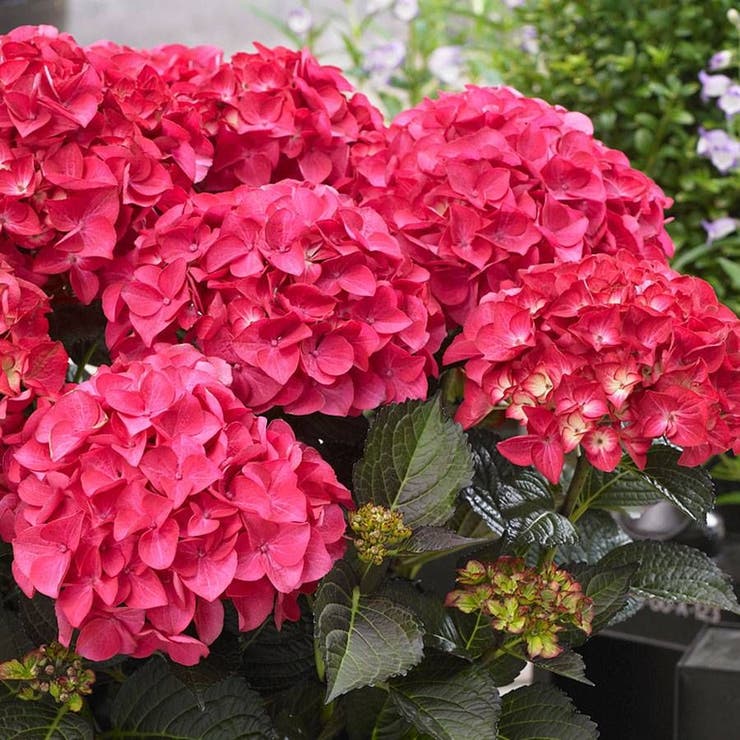 flowers high quality flower seeds for growing vibrant and colorful blooms in home gardens and landscapes organic flowers premium organic flower seeds for sustainable gardening and beautiful blossoms suitable for all climates