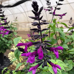 Smokey Jazz Salvia Seeds Deep Purple Bodacious Type Salvia High Germination Garden Seeds heirloom non-gmo seeds