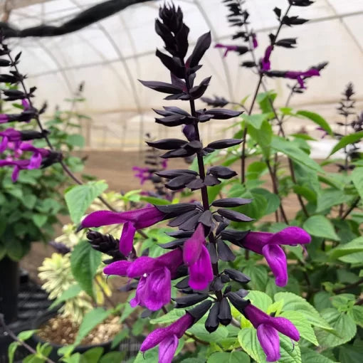 Smokey Jazz Salvia Seeds Deep Purple Bodacious Type Salvia High Germination Garden Seeds heirloom non-gmo seeds