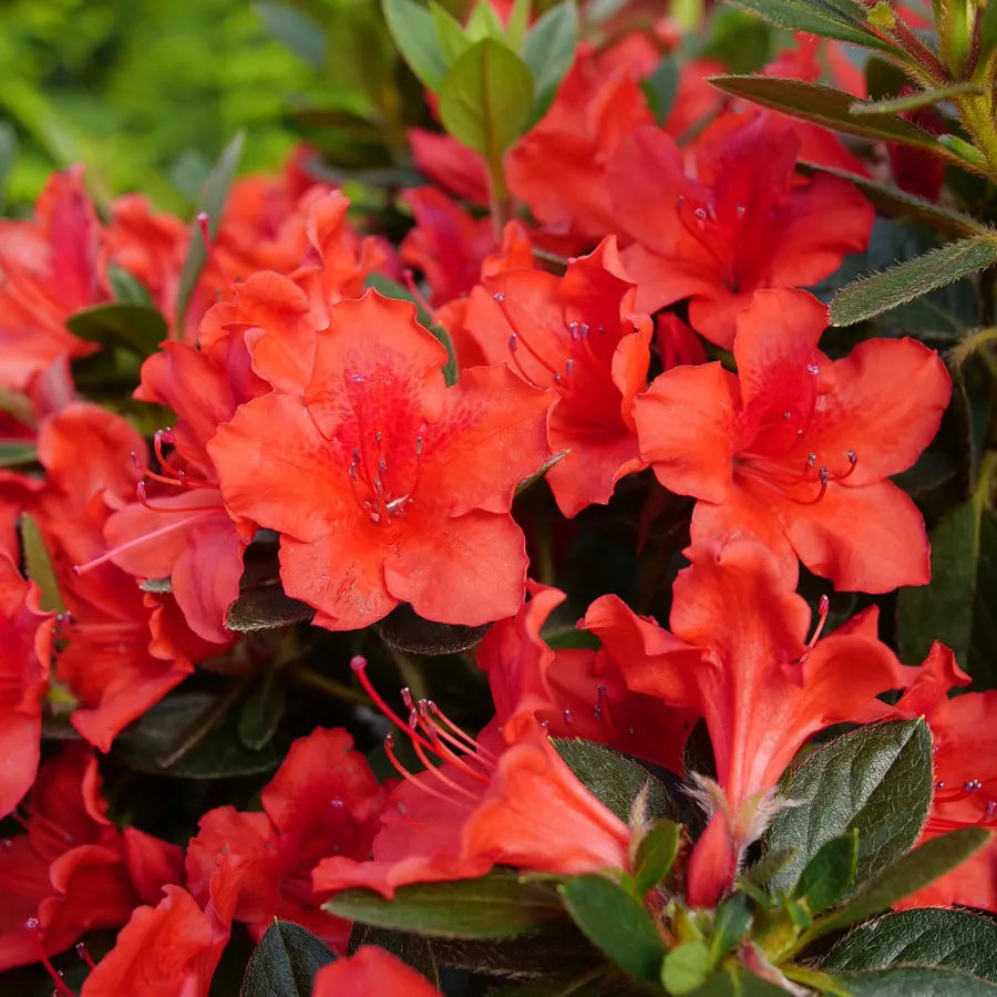 Rhododendron Orange Azalea