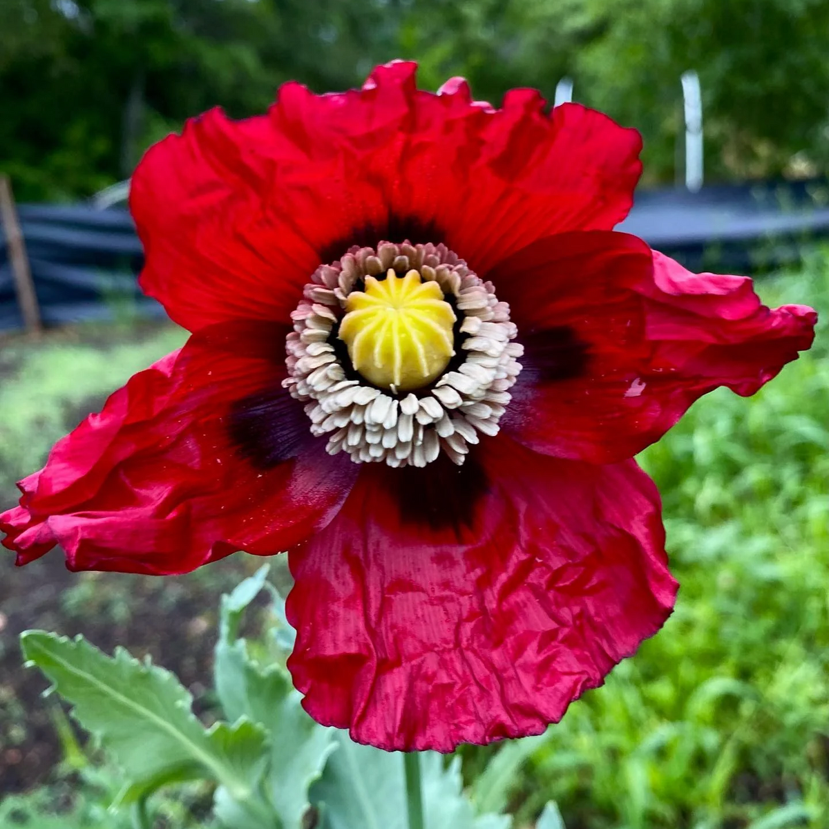 Danish Flag Poppy Flower Seeds For Planting P Somniferum – Heirloom, Non-GMO, High Germination Organic Garden Seeds