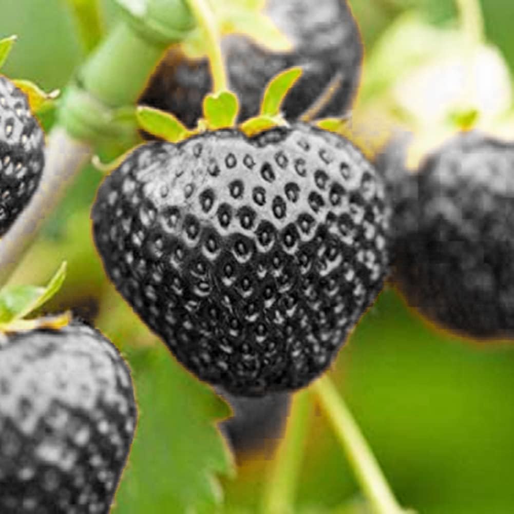 Black Strawberry Fruit Seeds for Planting - Growing Sweet and Flavorful Strawberries