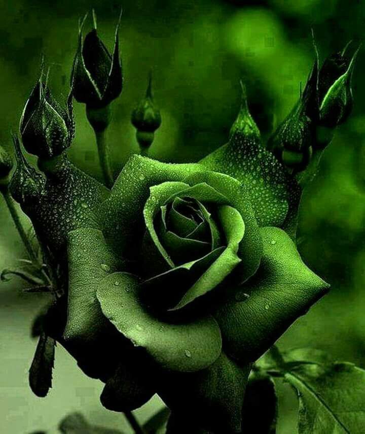 Rose Black Rose Flower Seeds greenery