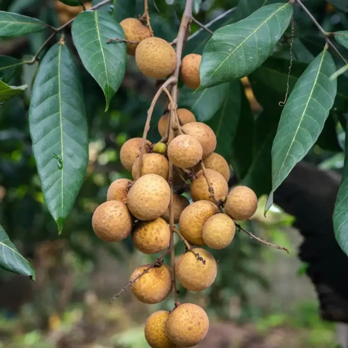 Longan Fruit Seeds for Growing Tropical and Sweet Longan Fruits