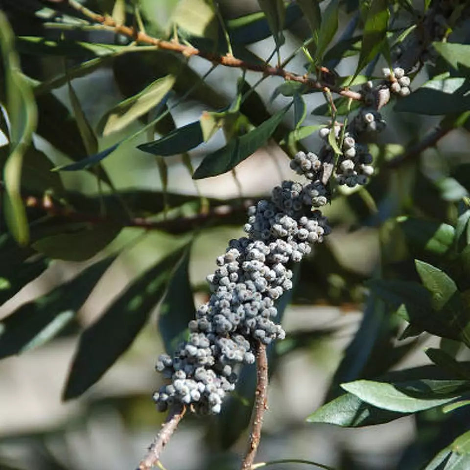 Wax Myrtle Southern Fruit Seeds, Grow Your Own Aromatic Fruit Trees