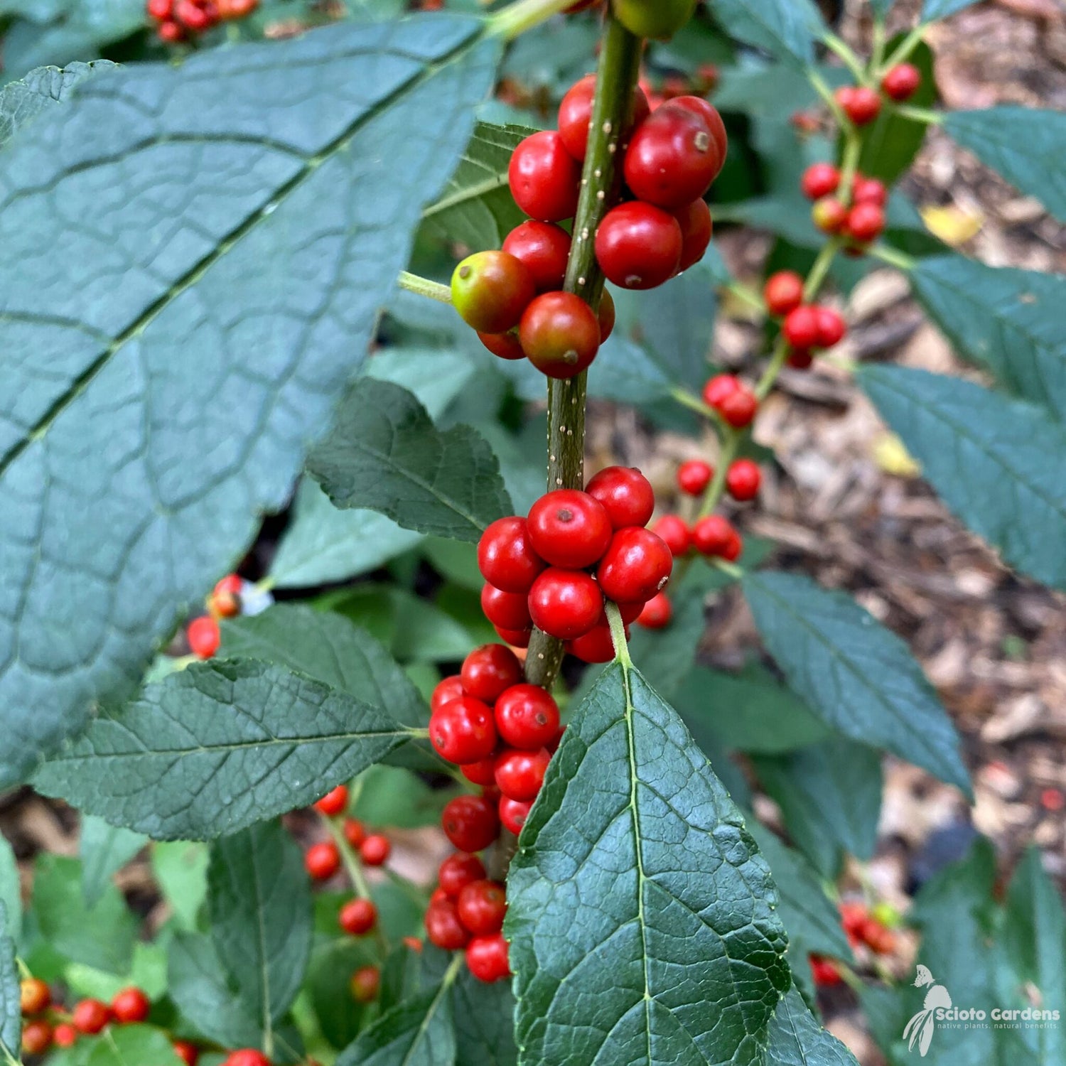 Winterberry Holly Fruit Seeds for Planting - Ornamental and Berry-Bearing Shrubs, Heirloom Seeds