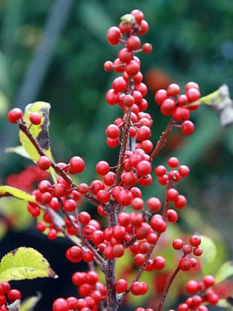 Ilex Verticillata Seeds - Grow Decorative and Festive Winterberry Plants