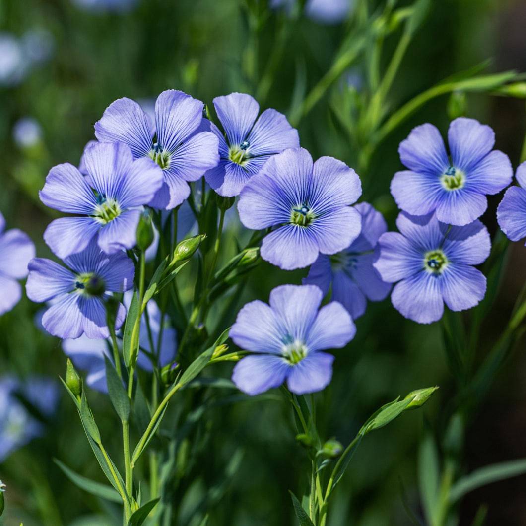 Blue Flax Flower Seeds (Linum perenne) Annual Bulk Seeds for Wildflower Garden Planting
