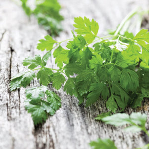 healthy chervil plants growing in shaded herb garden

