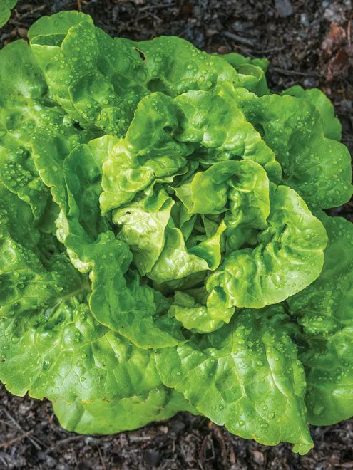 Lettuce Seeds - Buttercrunch