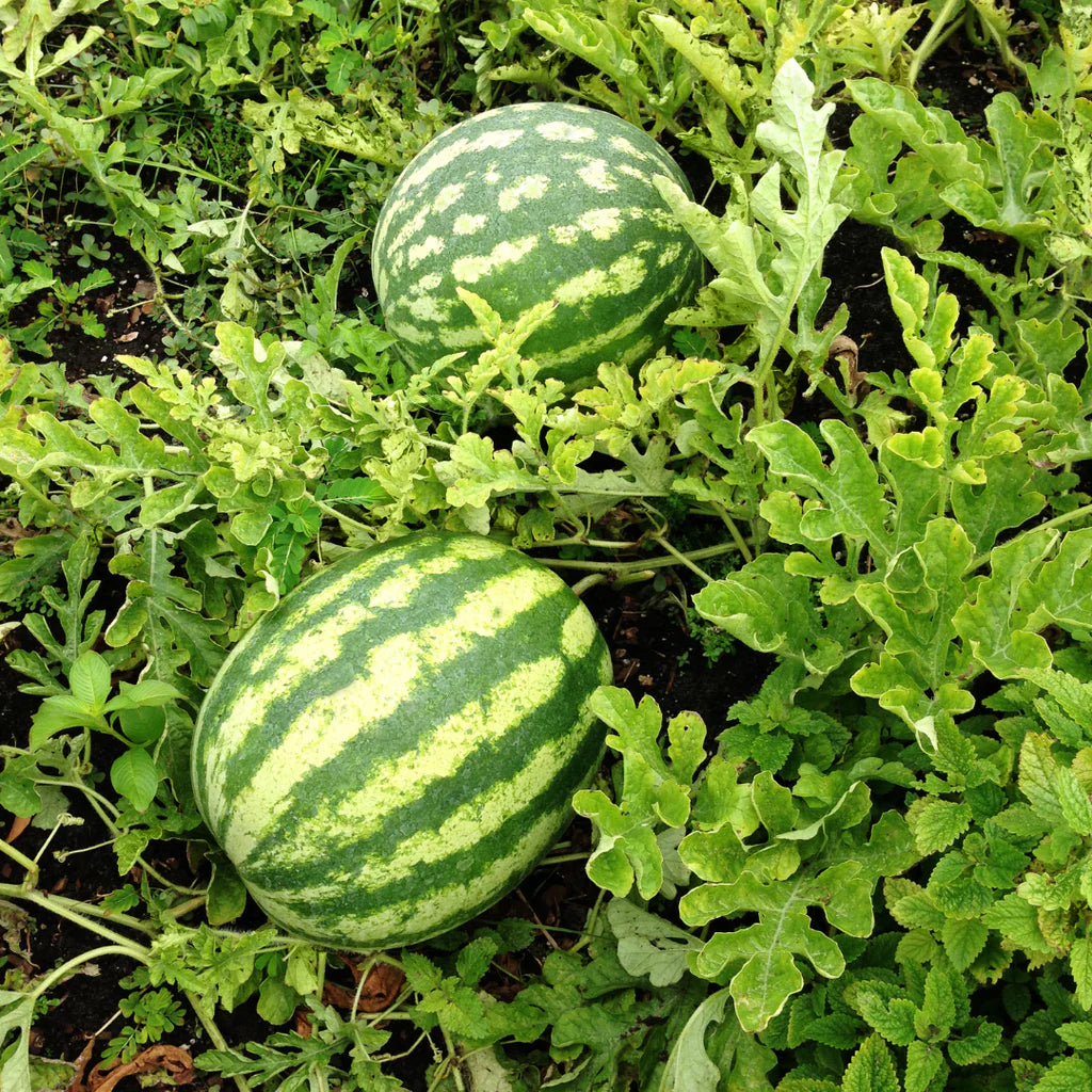 Sweet Watermelon Vine Seeds - Cultivate Refreshing Summer Fruits