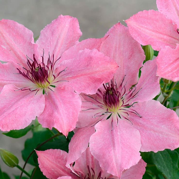 flowers high quality flower seeds for growing vibrant and colorful blooms in home gardens and landscapes organic flowers premium organic flower seeds for sustainable gardening and beautiful blossoms suitable for all climates