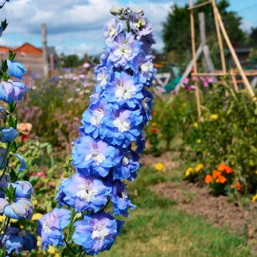 Aurora Blue Delphinium Seeds Tall Blue Spire Delphinium High Germination Garden Seeds heirloom non-gmo seeds