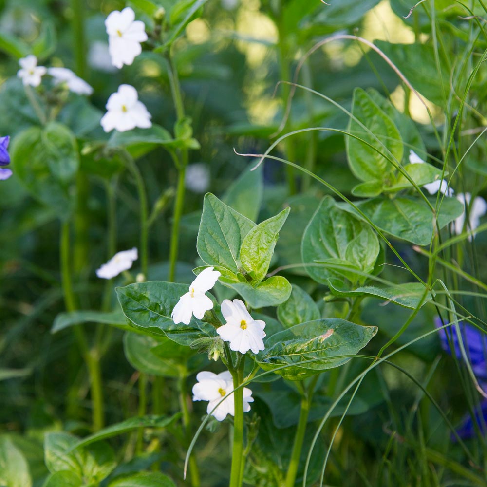 Browallia Snow White Seeds