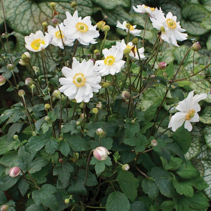 Anemone Snow Angel Seeds