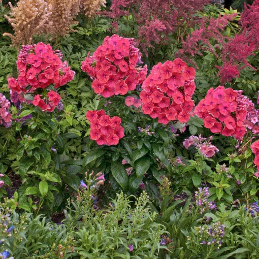 Coral Phlox Seeds Flame Style Coral Garden Phlox High Germination Garden Seeds Phlox sp. heirloom non-gmo seeds