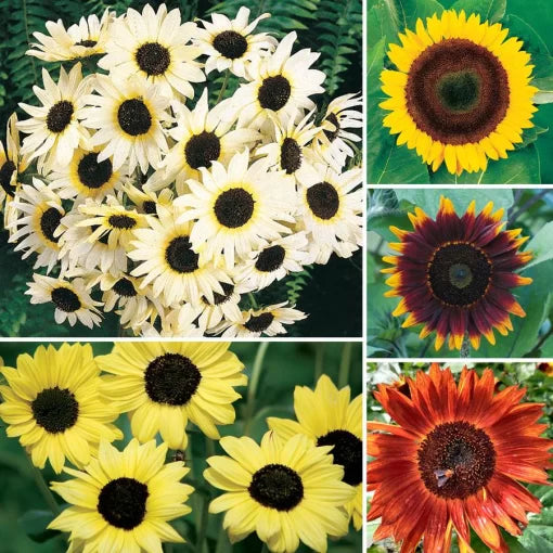 Ultimate Sunflower Collection Seeds Mixed Height Garden Sunflower Blend High Germination Garden Seeds Helianthus annuus heirloom non-gmo seeds