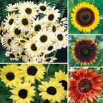 Ultimate Sunflower Collection Seeds Mixed Height Garden Sunflower Blend High Germination Garden Seeds Helianthus annuus heirloom non-gmo seeds