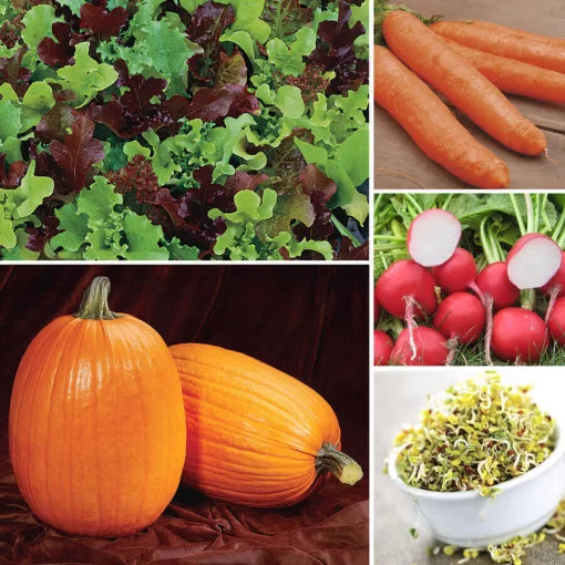 Kid s Garden Seed Collection High Germination Garden Seeds heirloom non-gmo seeds