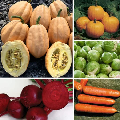 Cool Season Vegetable Seed Collection High Germination Garden Seeds heirloom non-gmo seeds