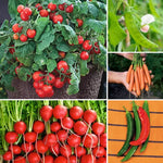Container Vegetable Seed Collection High Germination Garden Seeds heirloom non-gmo seeds