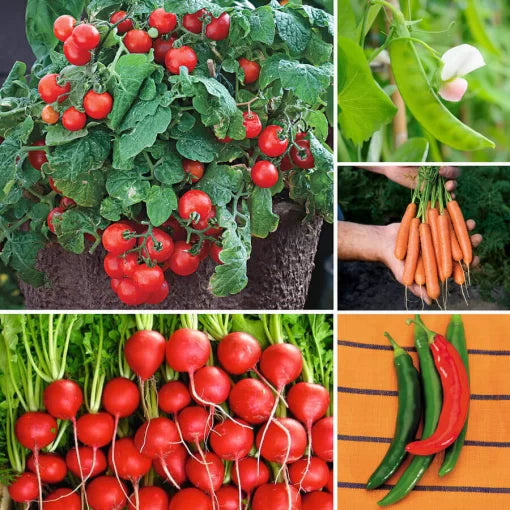 Container Vegetable Seed Collection High Germination Garden Seeds heirloom non-gmo seeds