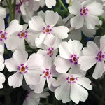 Phlox Amazing Grace Seeds Amazing Grace Phlox Seeds White and Pink Blush Garden Phlox High Germination Garden Seeds white phlox with pink eye seeds soft blush garden phlox seeds fragrant perennial phlox seeds Phlox sp. heirloom non-gmo seeds