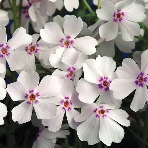 Phlox Amazing Grace Seeds Amazing Grace Phlox Seeds White and Pink Blush Garden Phlox High Germination Garden Seeds white phlox with pink eye seeds soft blush garden phlox seeds fragrant perennial phlox seeds Phlox sp. heirloom non-gmo seeds