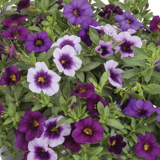 Kwik Life Highway Flower Seeds Easy Blooming Mixed Flower Blend High Germination Garden Seeds heirloom non-gmo seeds