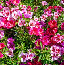 Azalea Mixed Varieties Rare Flower Seeds