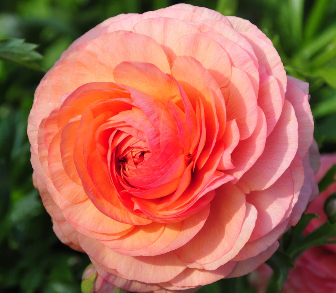 Ranunculus Seeds - Salmon