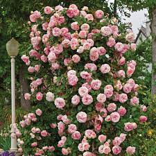 Rosa Seeds Fragrant Flower Seeds for Planting in Garden and Balcony