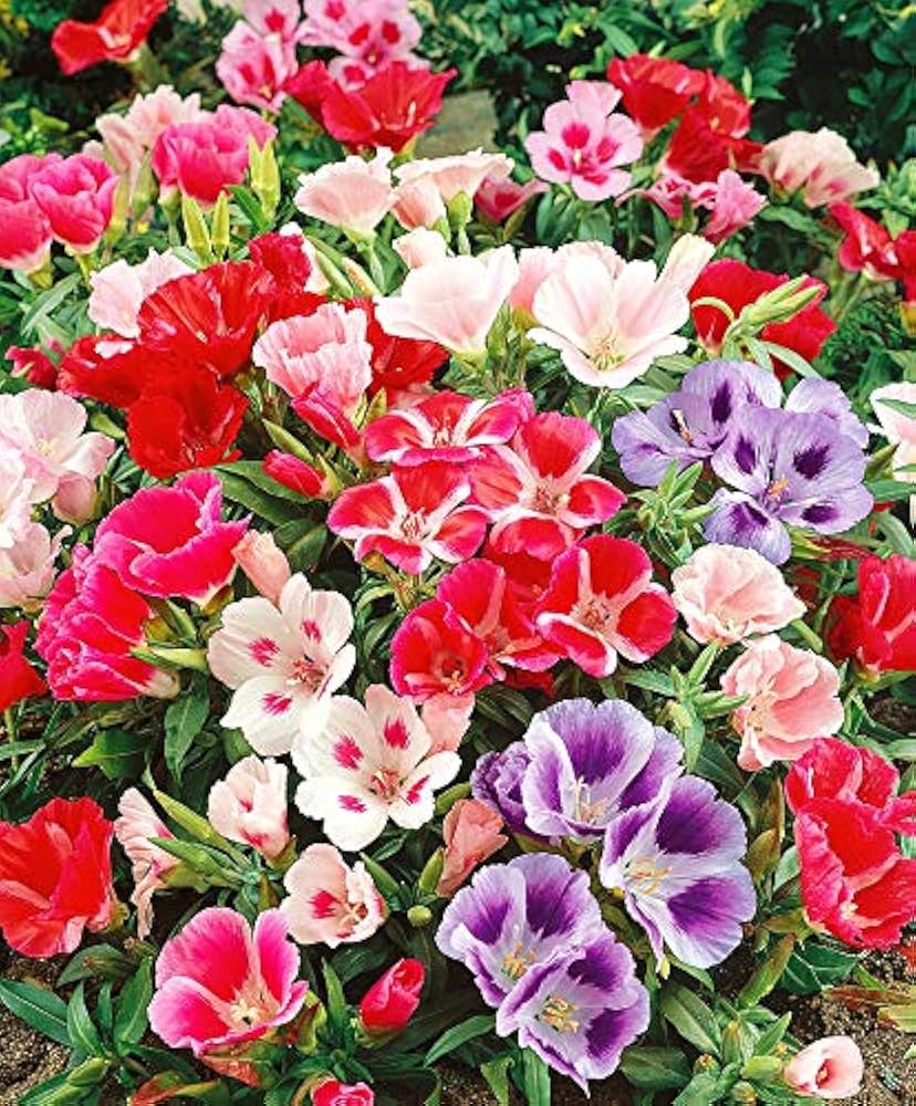 Azalea Mixed Varieties Rare Flower Seeds