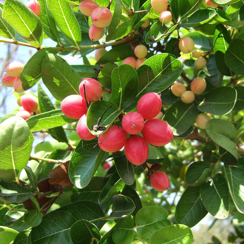 Carissa Fruit Seeds (Carissa macrocarpa)