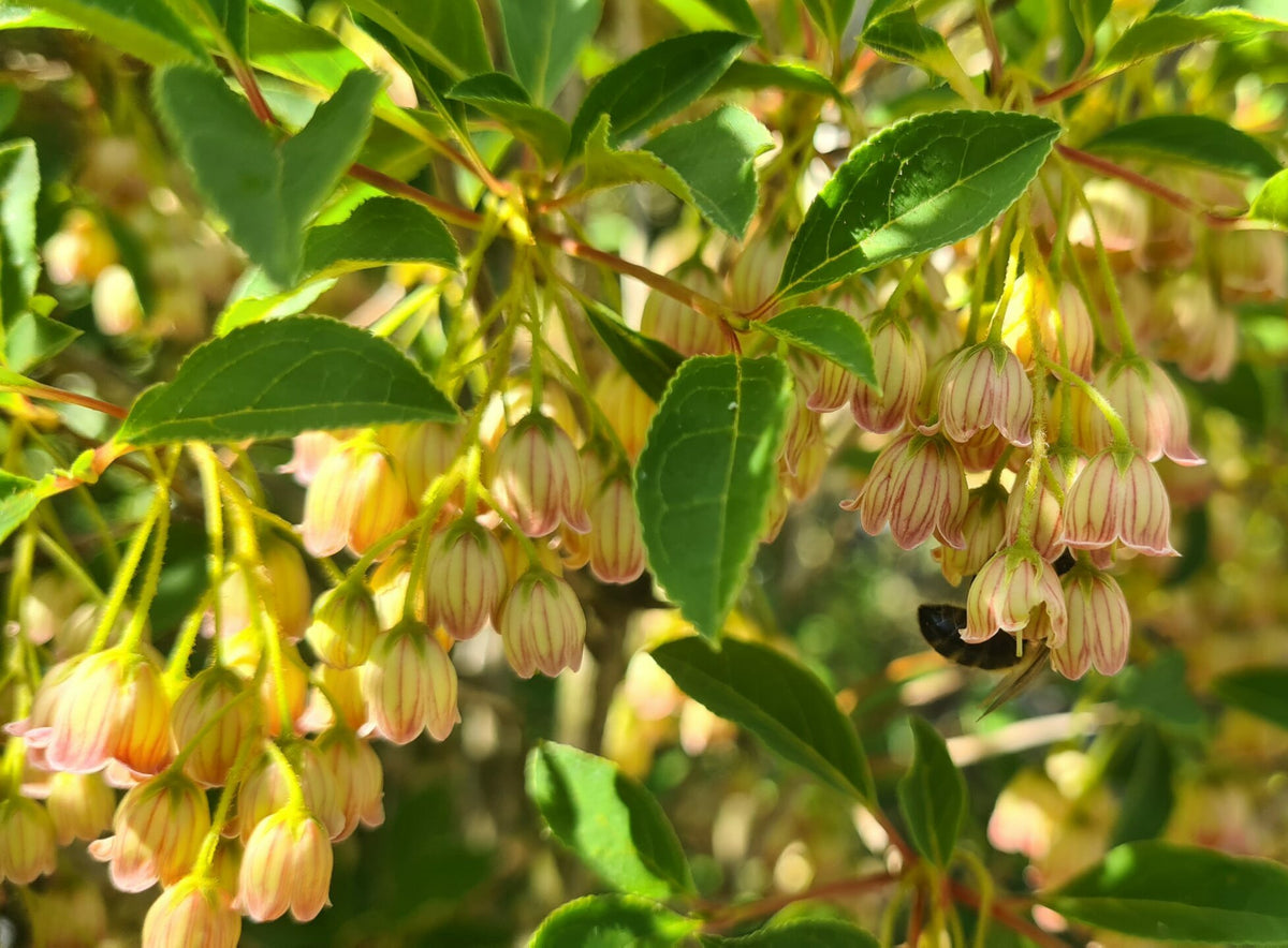 Enkianthus Campanulatus Seeds Ornamental Flower Seeds for Planting in Garden and Landscape