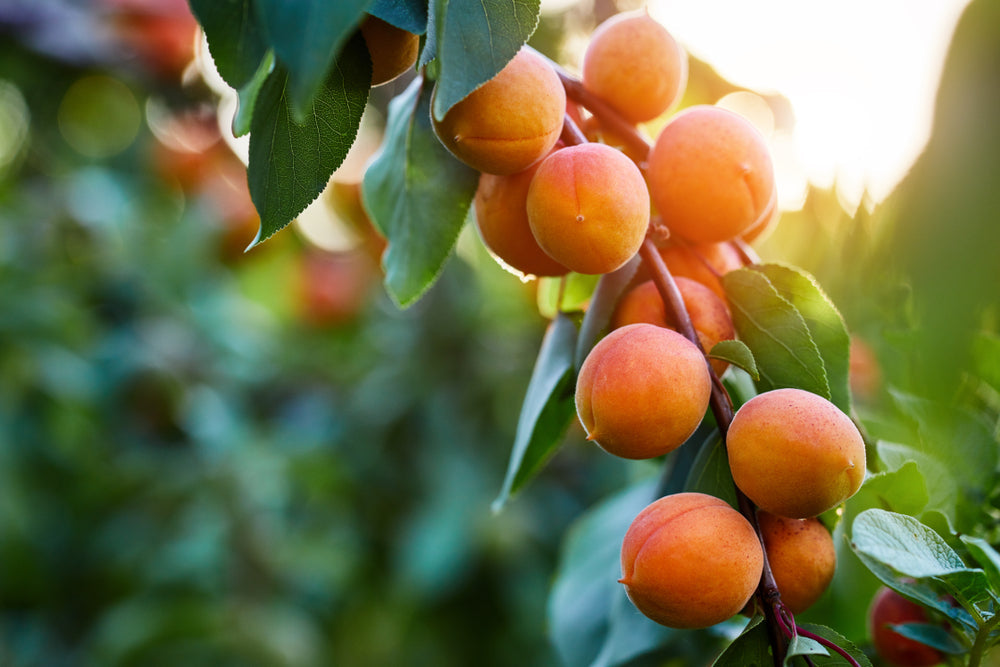 Apricot Seeds (Prunus armeniaca)