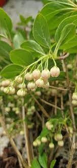 Enkianthus Campanulatus Seeds Ornamental Flower Seeds for Planting in Garden and Landscape