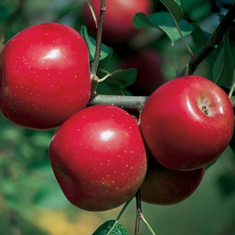 Enterprise Apple (Malus domestica)