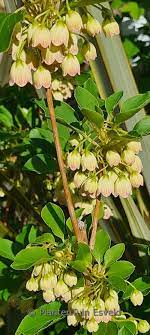 Enkianthus Campanulatus Seeds Ornamental Flower Seeds for Planting in Garden and Landscape