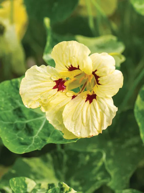 Nasturtium Ladybird Cream Purple Spot Seeds