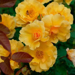 Sunorita Rose Seeds Golden Amber Compact Rose Variety High Germination Garden Seeds heirloom non-gmo seeds