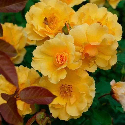 Sunorita Rose Seeds Golden Amber Compact Rose Variety High Germination Garden Seeds heirloom non-gmo seeds