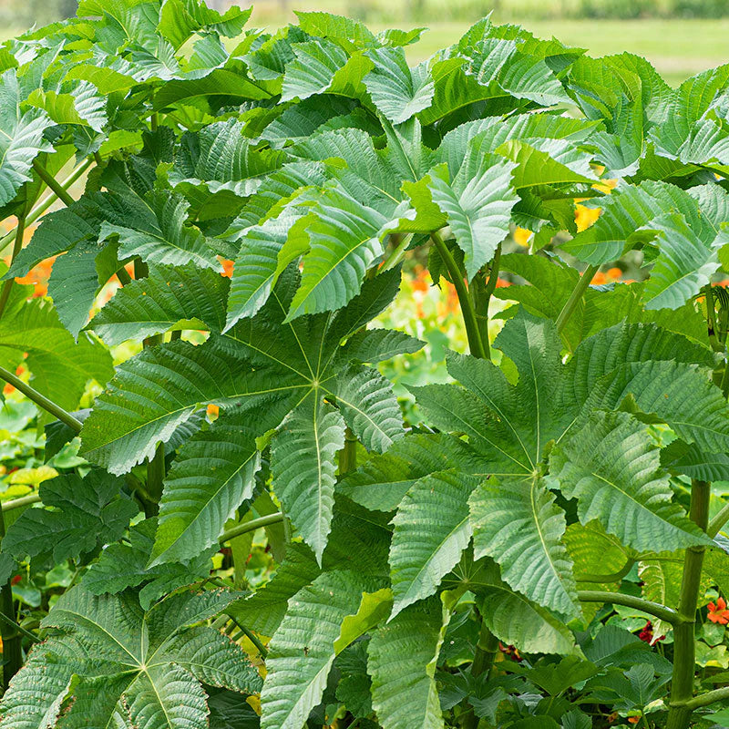 Castor Oil Bean Zanzibarensis Mix