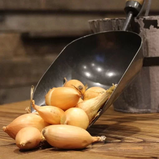 Sweet Onion Set Seeds High Germination Garden Seeds heirloom non-gmo seeds