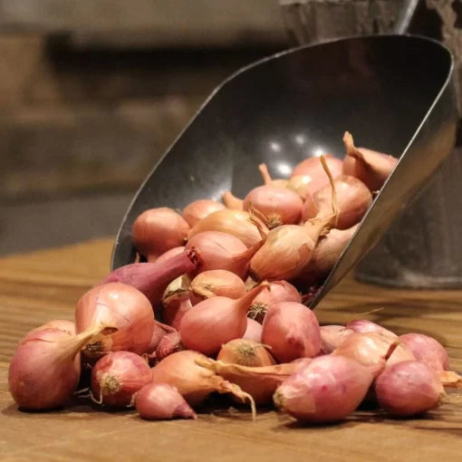 Nero Hybrid Shallot Onion Seeds High Germination Garden Seeds heirloom non-gmo seeds