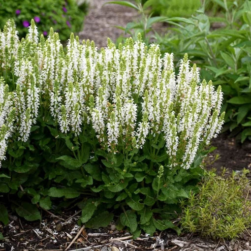Bumblesnow Salvia Seeds White Flower Spiked Salvia Variety High Germination Garden Seeds heirloom non-gmo seeds
