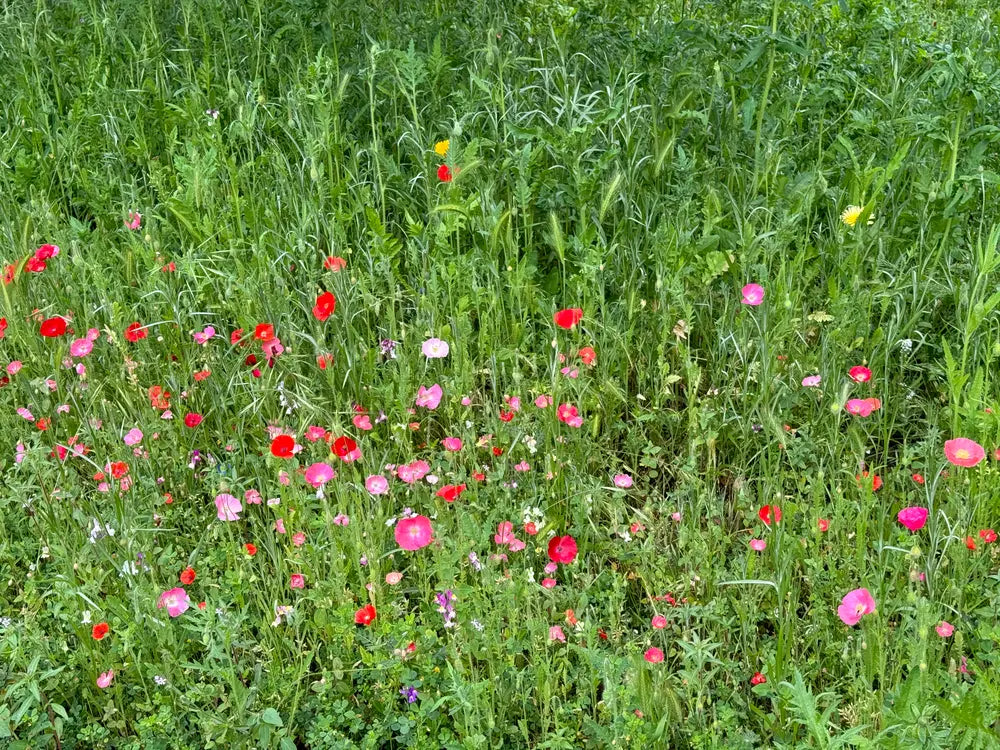 California Dreaming - California Poppy Flower Seed Mix