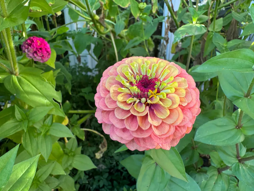 Zinnia Seeds - Cupcakes Pink Mix